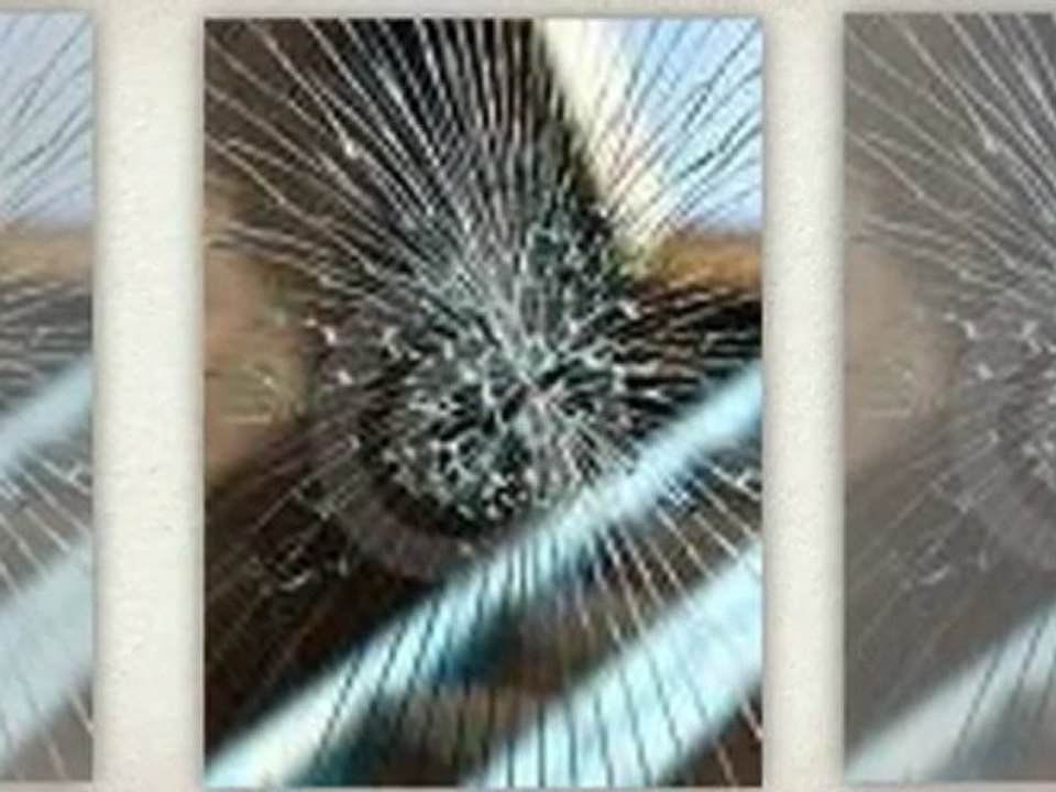 auto glass  replacement 13846