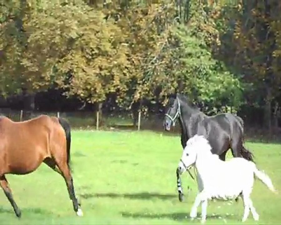 AU GALOP