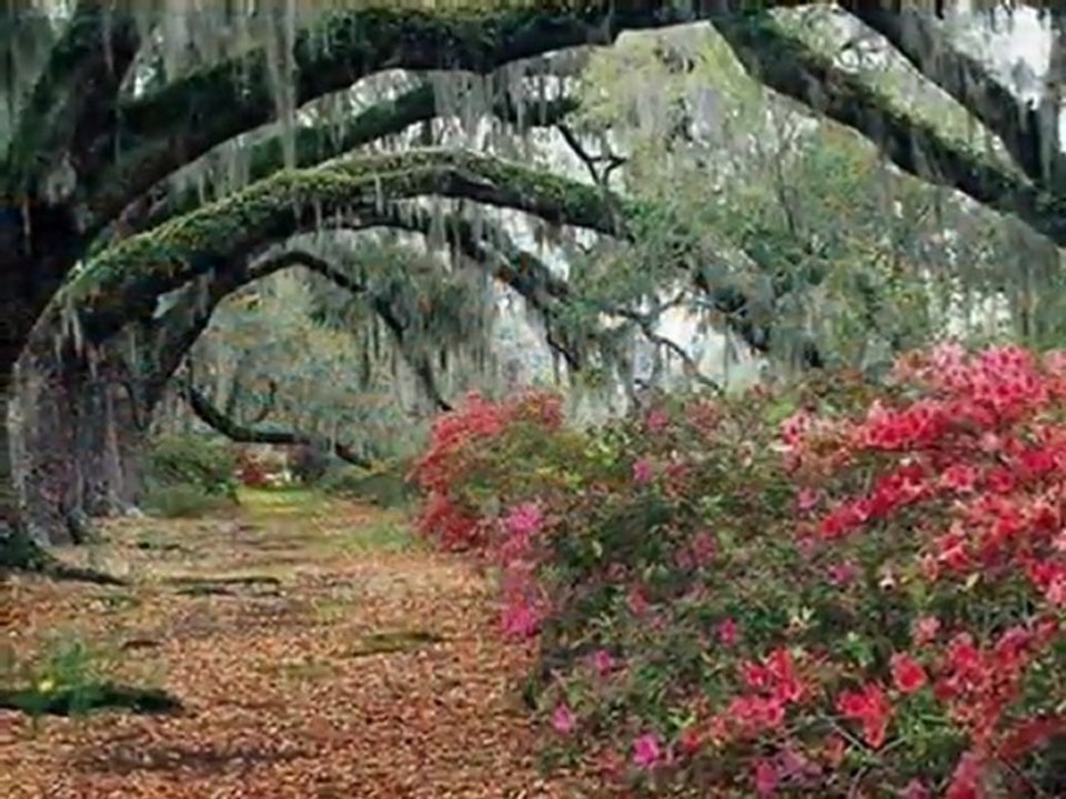 ZEKİ BEKAR - ŞİKAYET OLMASINDA 2011