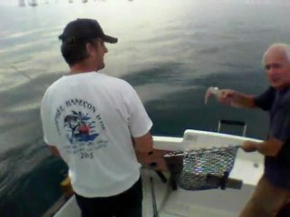 Premiers calamars automne 2011