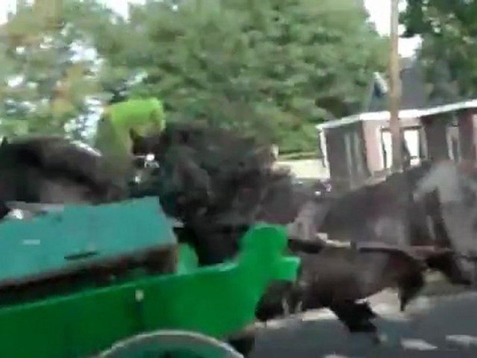 Wilde Pferde werden getötet Fail