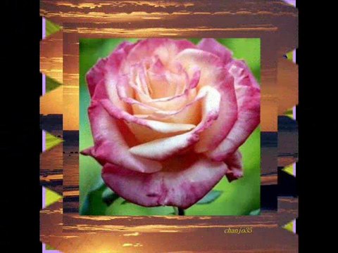 je dors sur des roses