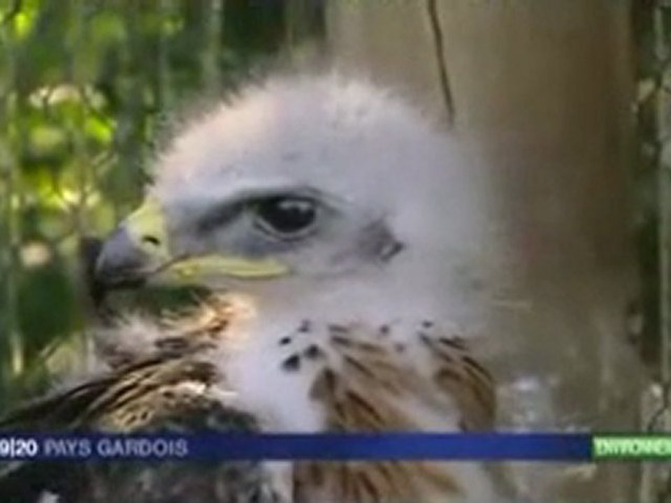 Mise en place de protection par EDF sur les poteaux électriques