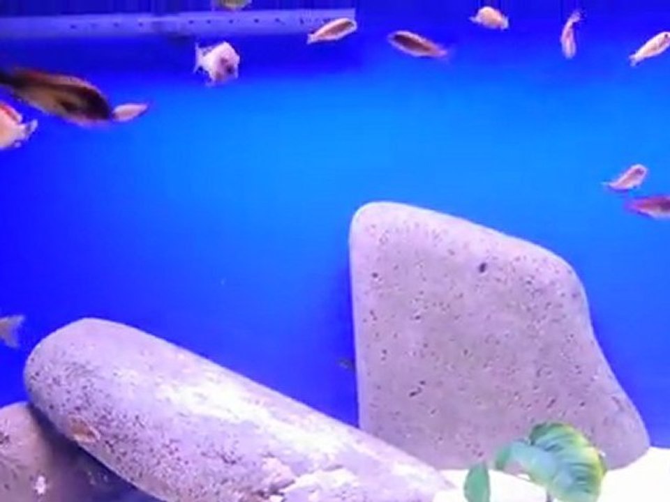 Trophes Red Rainbow Kasanga