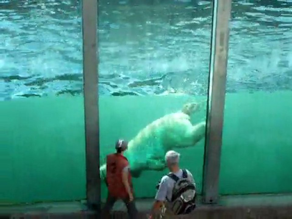 Ours blanc