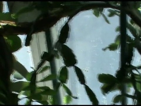 СОЛНЦЕ ложкой золотой ПОМЕШИВАЛО (plener) * film Muzeum Rondizm TV