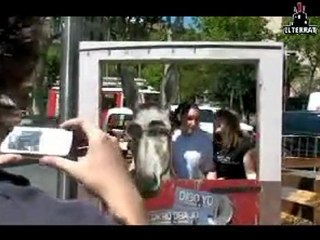 Sant Jordi 2008 - Digo yo - Ja ho deia jo