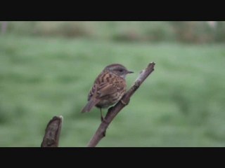 Le chant d'un oiseau