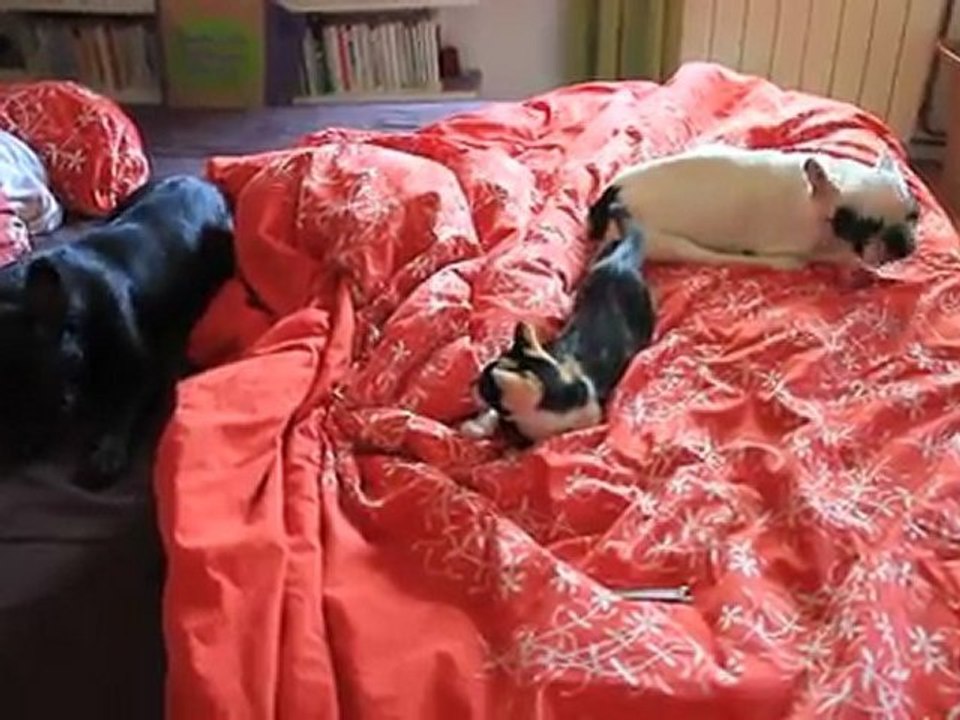 les fauves ds le lit (2)26-09-2011