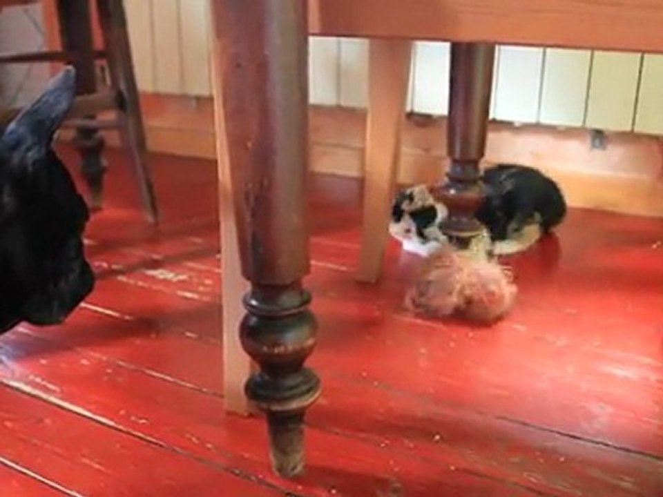 olga se fait ninja sa pelote par gilda 22-09-2011 (1)