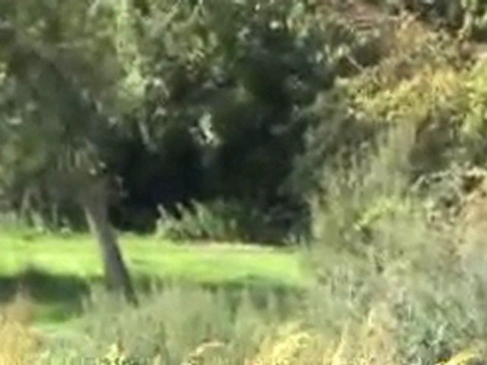 mettray cross oberon 2