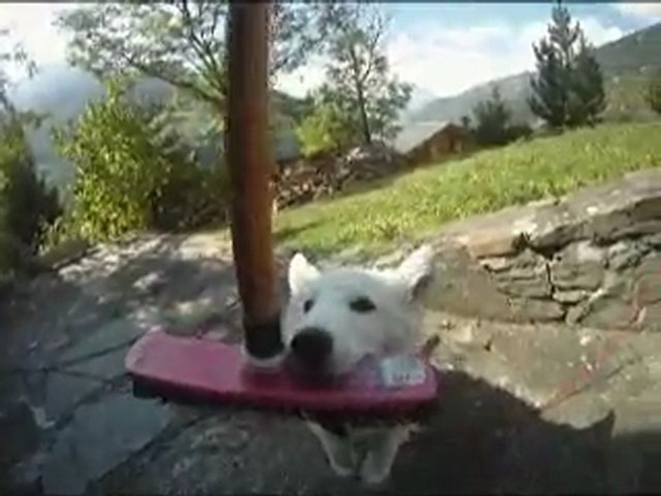 Yankee et le Balai (Berger Blanc Suisse)