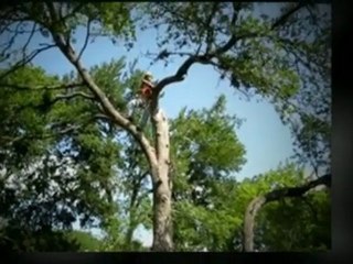 Austin Tree Pruning|(512) 731-8956
