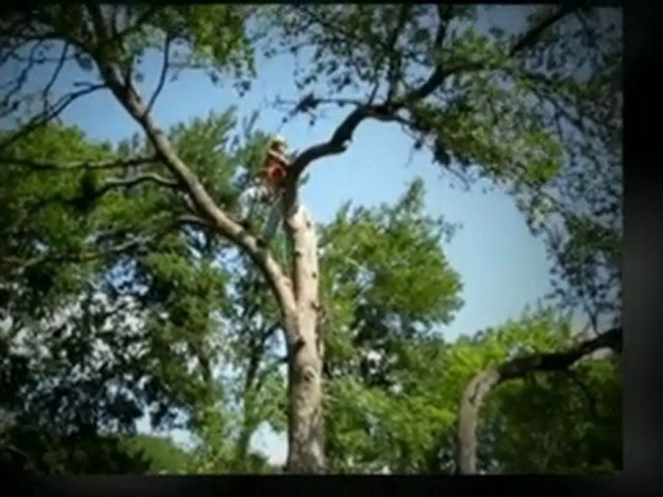 Austin Tree Pruning|(512) 731-8956
