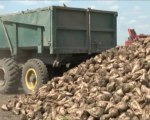 Namece li visoka cena secera i povecanje cene secerne repe u otkupu... emisija Svet Poljoprivrede