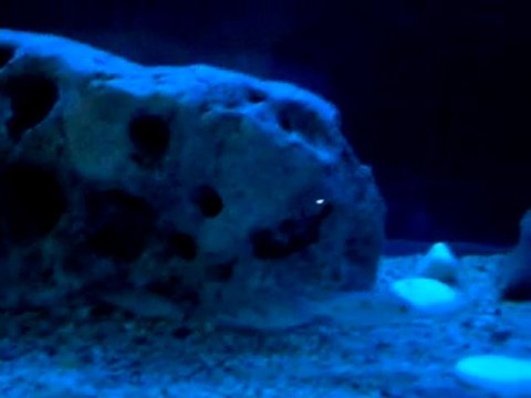 Yunus Chichlid Yavruları