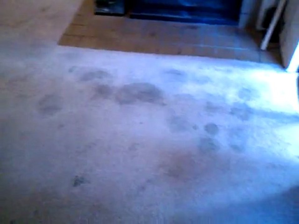 Bellevue Carpet Cleaning