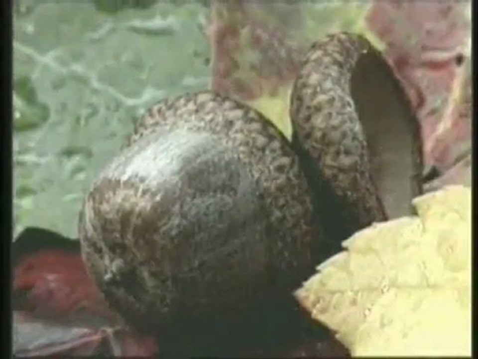 Harun Yahya TV - The names of Allah- Al-_Afuw (The Pardoner)