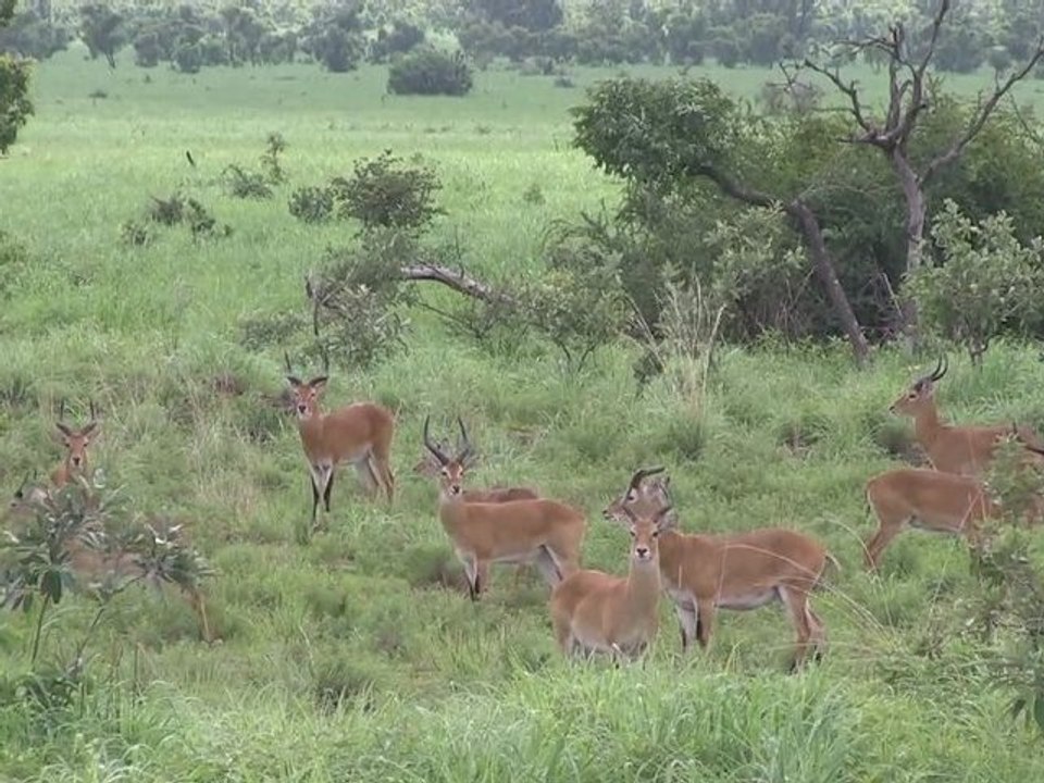 Bonus Pendjari - Arbres à Palabres