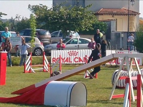 20110925 saint maixant excel little blue de la combe berail