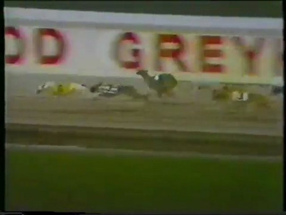 1988 World Classic at Hollywood Florida Greyhound Track - YouTube