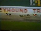 1989 World Classic at Hollywood Florida Greyhound Track - YouTube
