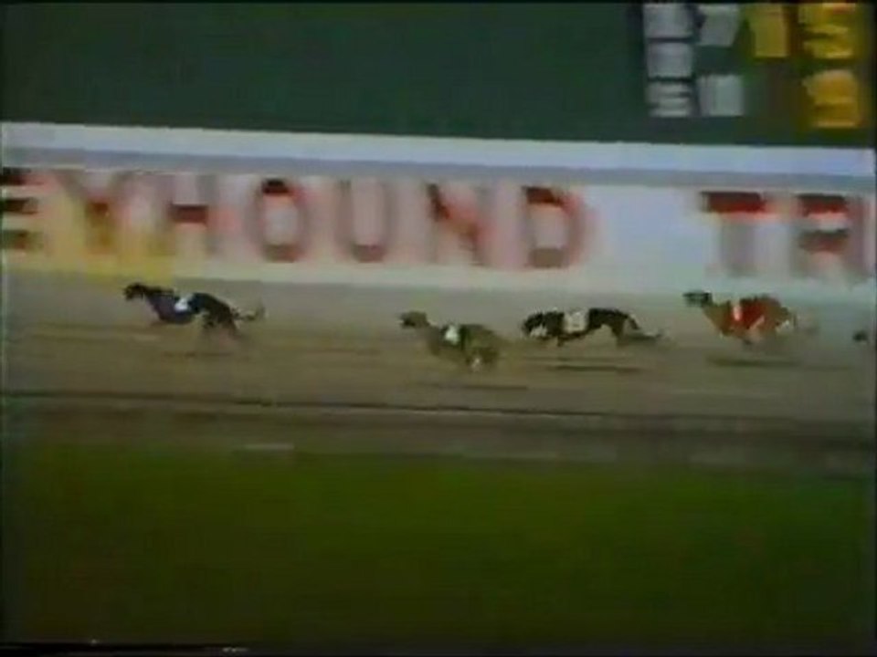 1989 World Classic at Hollywood Florida Greyhound Track - YouTube