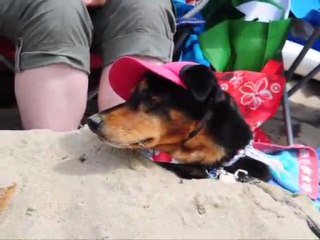 Annual Surf City Surf Dog competition in California
