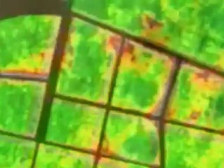 Les vendanges par satellite