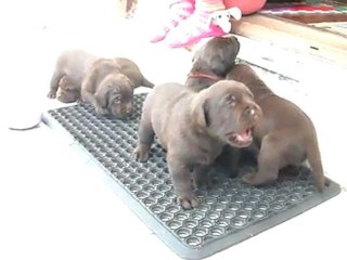 le paillasson fera l'affaire (25/09)