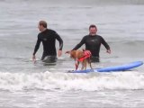 Surfende Hunde: Tierisch gut auf der Welle