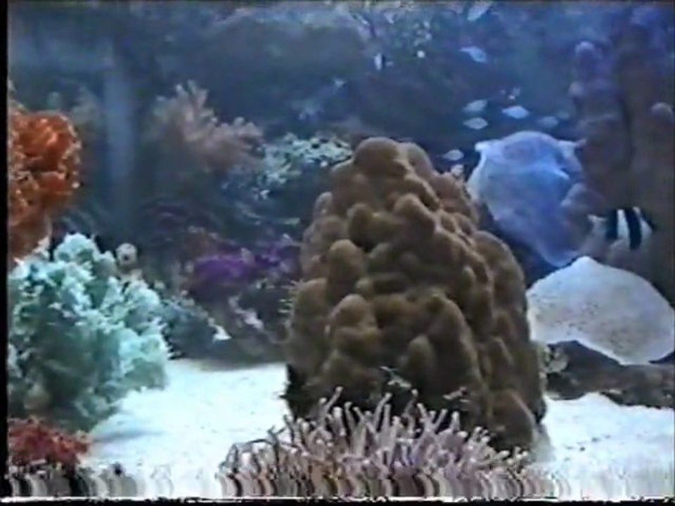 AQUARIUM DE NOUMEA