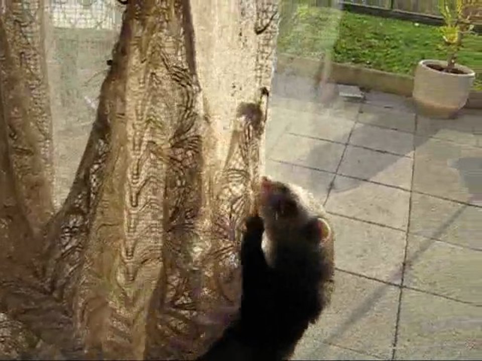 Floyd, l'écureuil volant