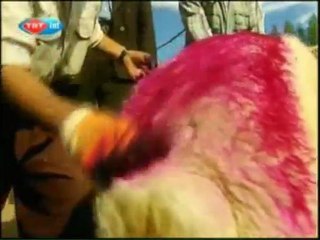 Derin Kökler - Koç Katımı