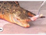Zapping décalé : le mystère du crocodile qui devient orange
