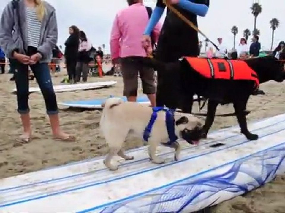 "Championnat" annuel de surf pour chiens en Californie