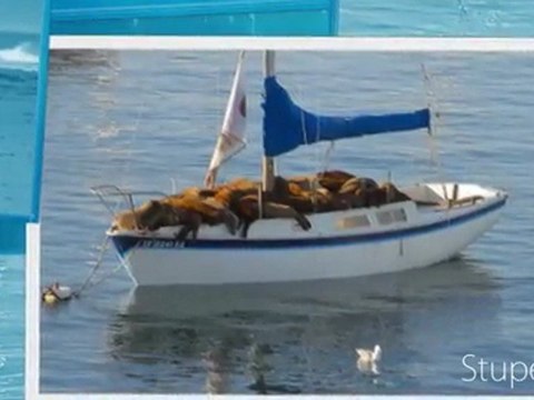 Academie de Musique / SUPERCOPTER 08 / 3970 EIGER / CLASSICAL MUSIC ON THE WEB USA / MUSIQUE CLASSIQUE Music EIGER 3970 SUPERCOPTER 8 The Jean-Luc Pouchet Collection (2011) ... Durée : 00:00:15 | 15