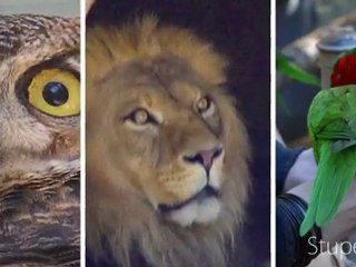 Academie de Musique / CLASSICAL MUSIC ON THE WEB USA / FLAG FIREWORKS  Durée : 00:00:18 |   18