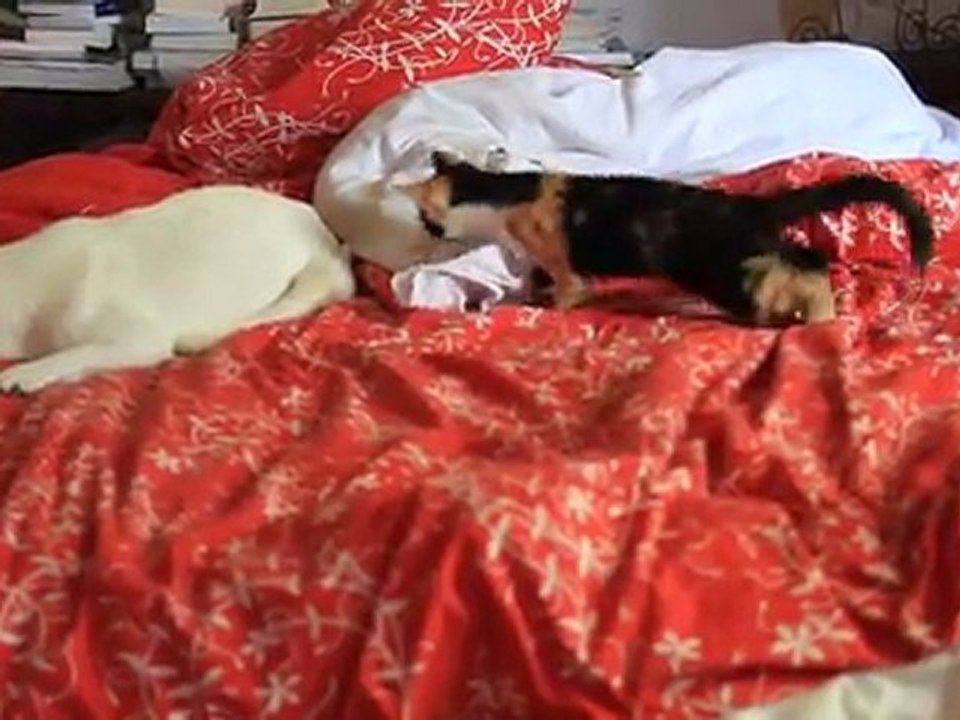 Olga, le bout de papier, le lit, charlotte  27 sept 2011