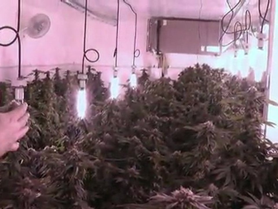 BC Medi Grow part 1 720 HD