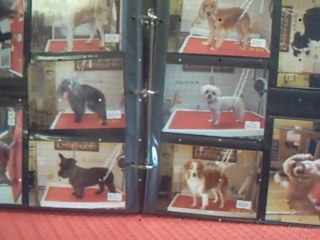 SALON TOILETTAGE REGARD CANIN DOMINO