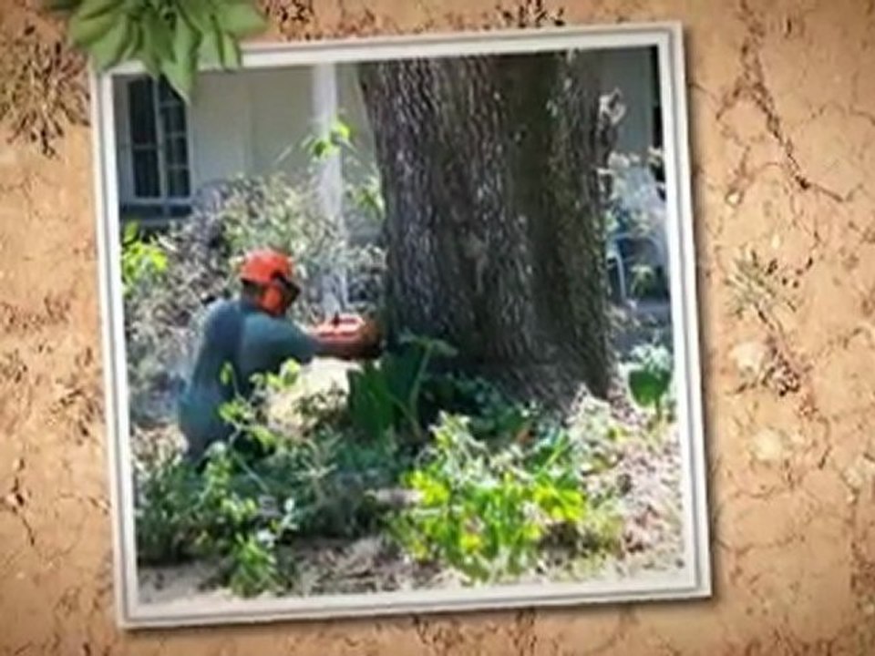 Foley's Tree Service Winston-Salem, NC (336) 861-5151