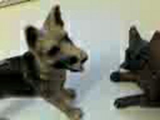 Dogs Junary partie 2