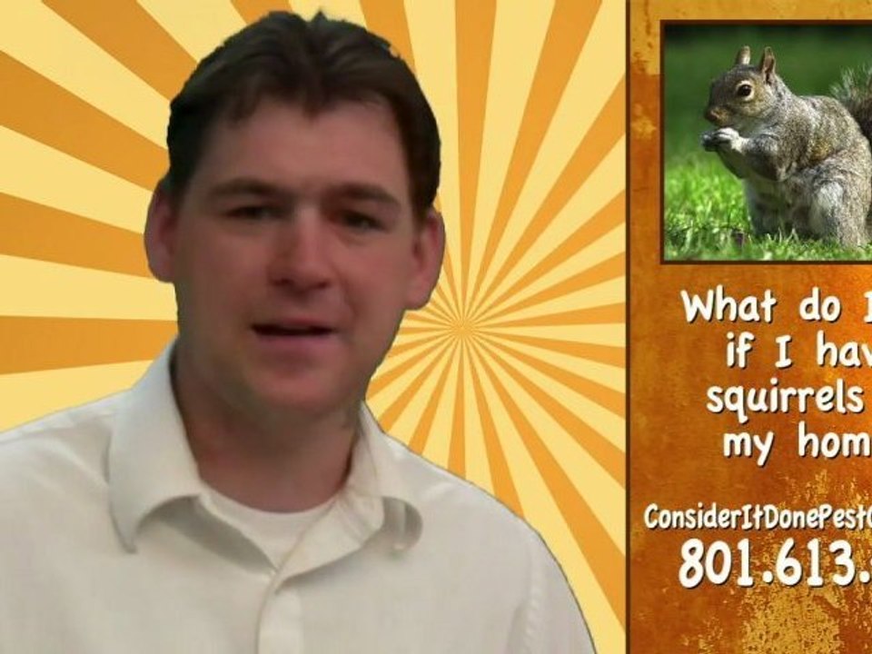 Pest Control Layton -What do I do if I have squirrels in my