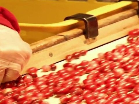 Fresh Cranberries - Habelman Fresh Cranberry Family Farm part 3
