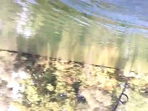 Brochet près d'un mètre bord de marne !