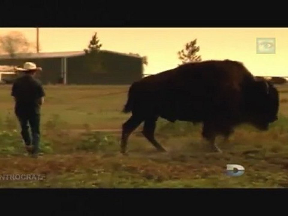 Passions Fatales, Petit taureau deviendra grand [Le Bison] - 3 de 3