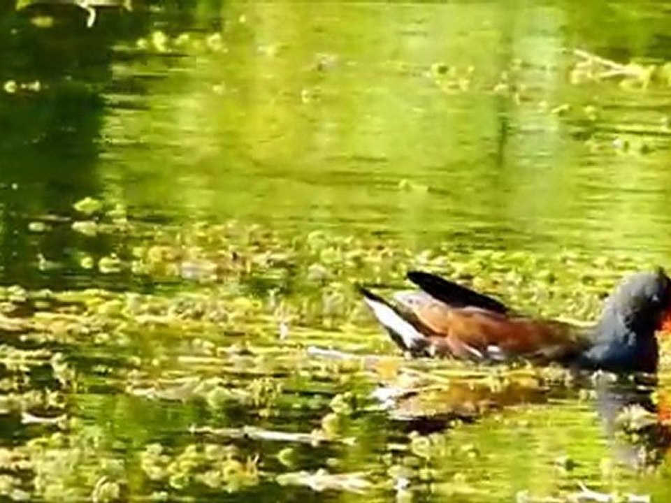 Le repas de madame Gallinule