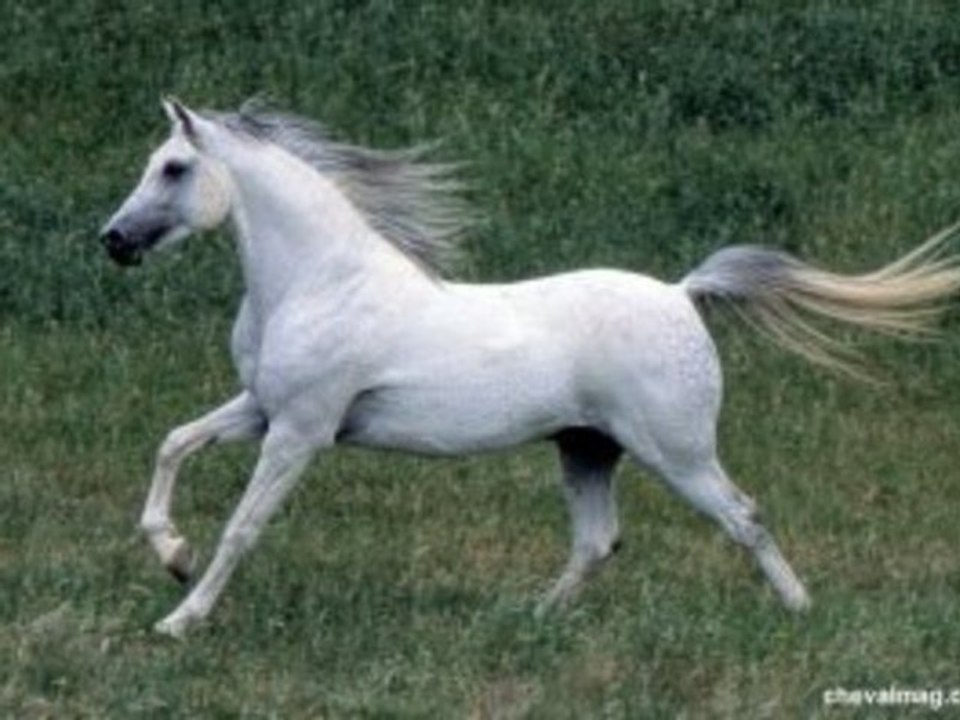 Osez Joséphine (Alain Bashung)