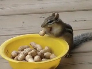 Petit Ecureuil Gourmand (HQ)